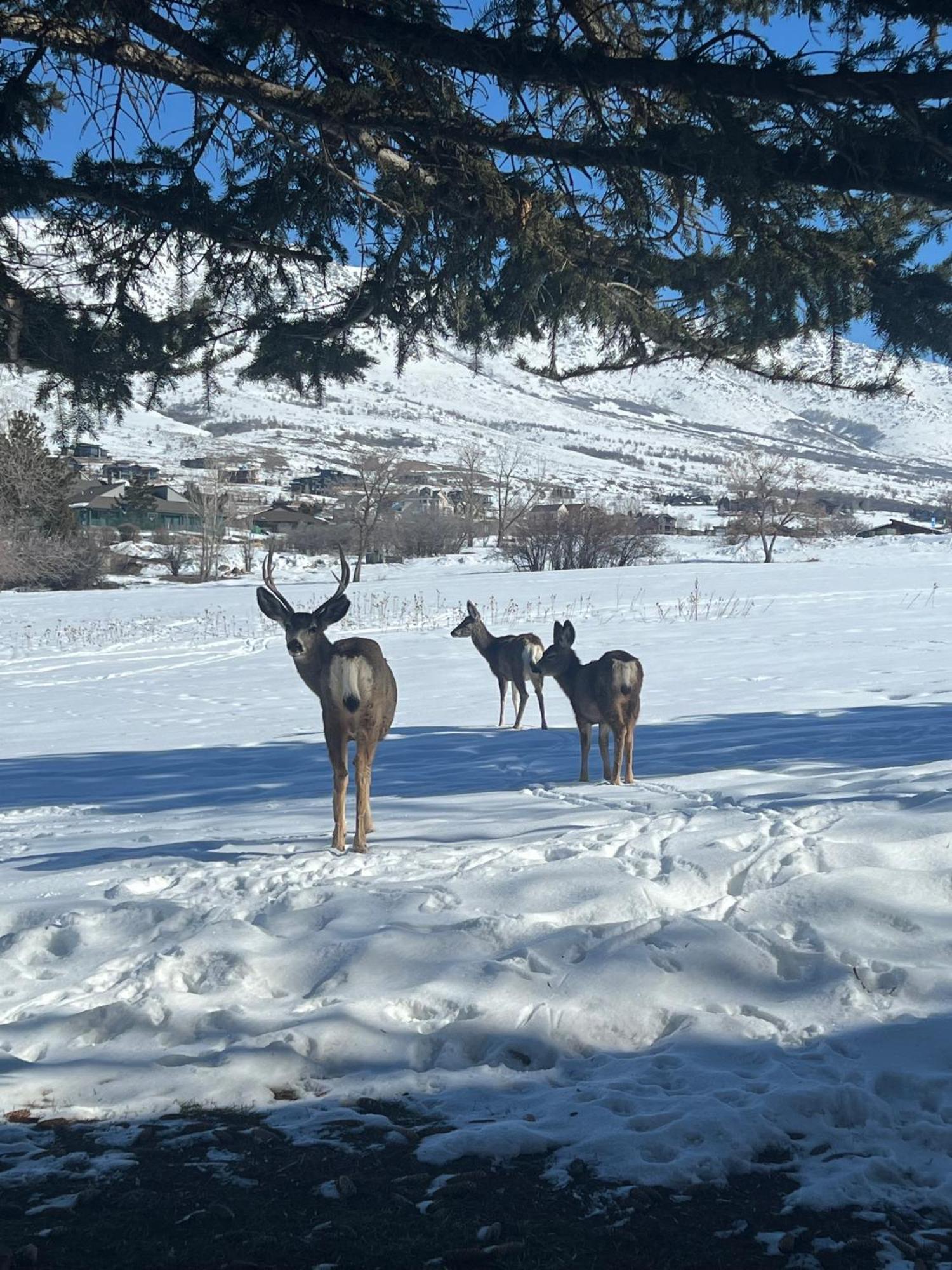 Wolf Creek Lodge Condo In Eden, Ut - Relaxing Mountain Retreat מראה חיצוני תמונה